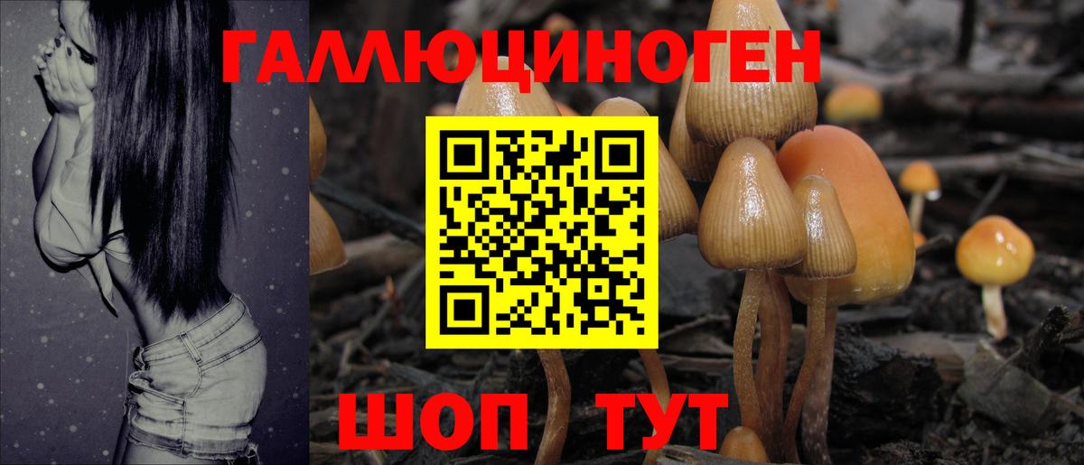 Псилоцибиновые грибы Psilocybe Вязники